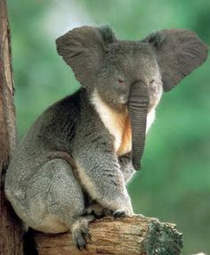 a koala sitting on top of a tree branch