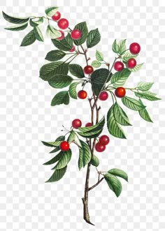 a branch with red berries and green leaves, on a transparent background png clipart