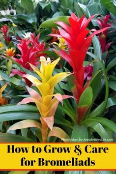 colorful flowers with text overlay how to grow and care for bromelia plants