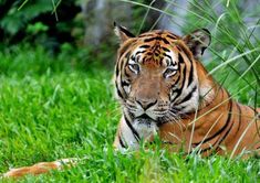 a tiger laying in the grass looking at something