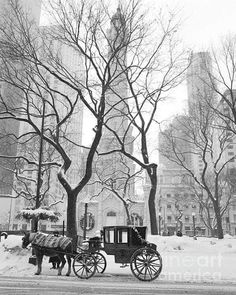 a horse drawn carriage is parked in the snow