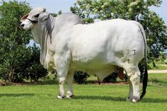 a large white cow standing on top of a lush green field