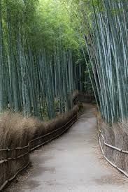 the path is lined with tall bamboo trees