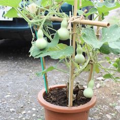 hs04 Bottle Gourd, Gourds Crafts, Gourd Art, Vegetable Gardening, Gourds, Vegetable Garden, Garden Landscaping, Pumpkins, Garden Design