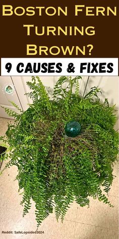 boston fern turning brown? 9 cause & fixes