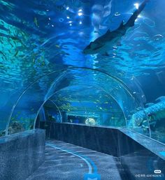 an aquarium filled with lots of different types of fish and other aquatic creatures in it