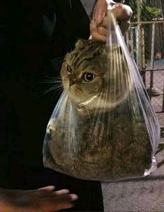 a cat in a plastic bag being held by someone