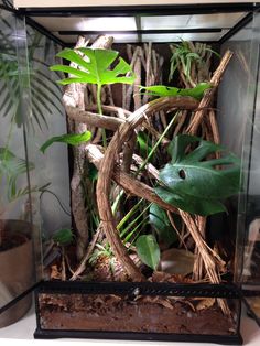 a glass box with plants inside of it on a table next to potted plants