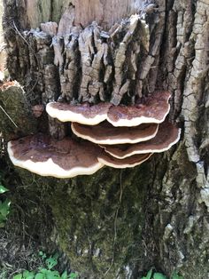 mushrooms growing on the bark of a tree