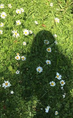 the shadow of a person's head is shown in the grass with daisies