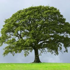 a large green tree in the middle of a grassy field on a cloudy day with blue sky