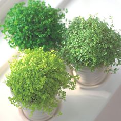 three potted plants sitting on top of a window sill next to each other