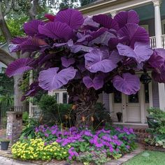 a large purple tree in front of a house with flowers and plants around the base