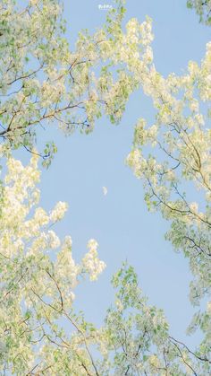 trees with white flowers and blue sky in the backgrounnd, taken from ground level