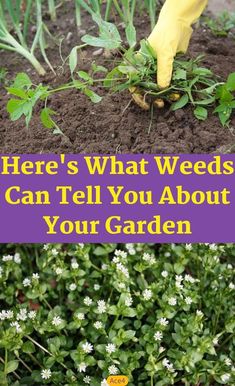 there is what weeds can tell you about your garden and how to grow them in it