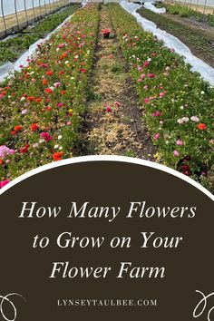 rows of flowers growing in a greenhouse with text overlay how many flowers to grow on your flower farm