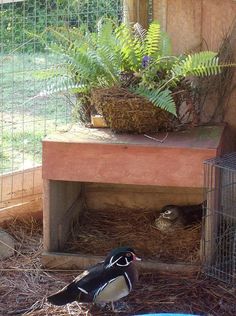 a small bird standing on top of hay next to a cage with plants in it