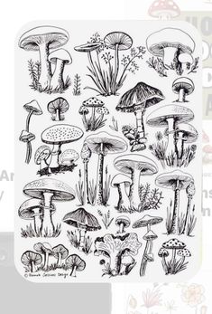 a drawing of different types of mushrooms