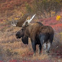 an adult moose with large antlers walking through the brush