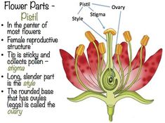 the parts of a flower that are labeled in this diagram, including petals and stamens