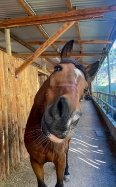 a brown horse standing inside of a wooden building next to a fence and grass covered ground