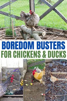 the cover of boredom busters for chickens and ducks, with pictures of chickens in their coop