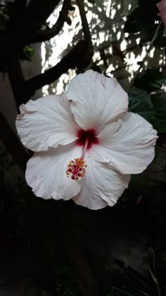 a white flower with red stamen on it