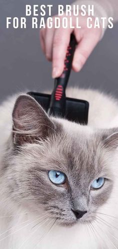 a cat is being groomed with a brush