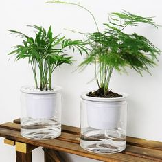 two clear glass pots with plants in them sitting on a wooden shelf against a white wall