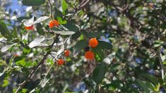 some oranges are growing on the branches of an orange tree with leaves and berries