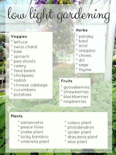 a list of low light gardening plants in a greenhouse with text overlay that says low light gardening