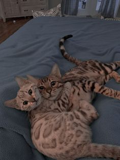 two cats laying on top of a bed next to each other