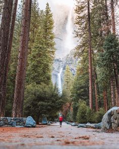 a person is walking in the middle of a forest with tall trees and a waterfall