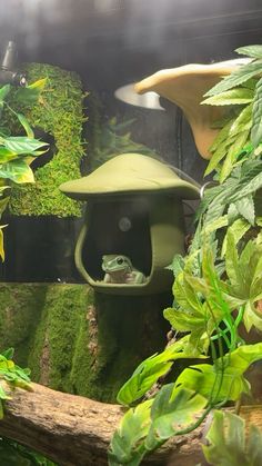 a frog in a green bird bath surrounded by plants and other greenery on display