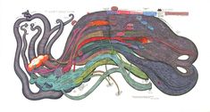 an image of a diagram of the human body with different sections and colors on it