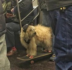 a small dog is standing on a skateboard in the middle of a crowded subway car