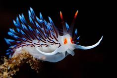 a white and blue fish with long tentacles