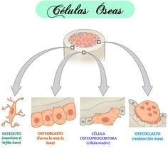 the stages of cellulis in an animal's body and how they work