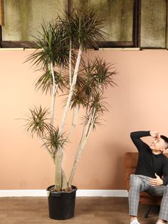 a man sitting on a chair in front of a potted palm tree with his hands behind his head