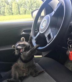 a raccoon sitting in the driver's seat of a car and reaching up to touch the steering wheel