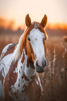 a brown and white horse standing on top of a dry grass covered field at sunset