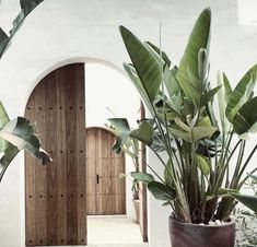 two large potted plants sitting in front of a wooden door