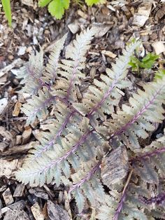 a green plant with purple stems on the ground