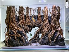 an aquarium filled with water and lots of roots