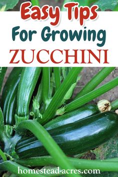 zucchini growing in the garden with text overlay that reads easy tips for growing zucchini