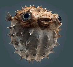 an odd looking fish with big eyes and spikes on its head is seen in this image