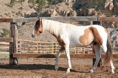 a brown and white horse standing next to a wooden fence on top of a dirt field