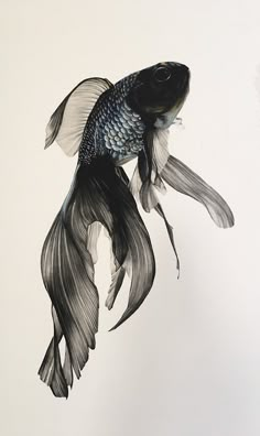 a black and white drawing of a fish