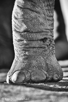 an elephant's foot is shown in black and white