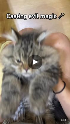 592K views · 16K reactions | magical mitten poised and ready #fluffy #magic #cat #9gag #reels | 9GAG